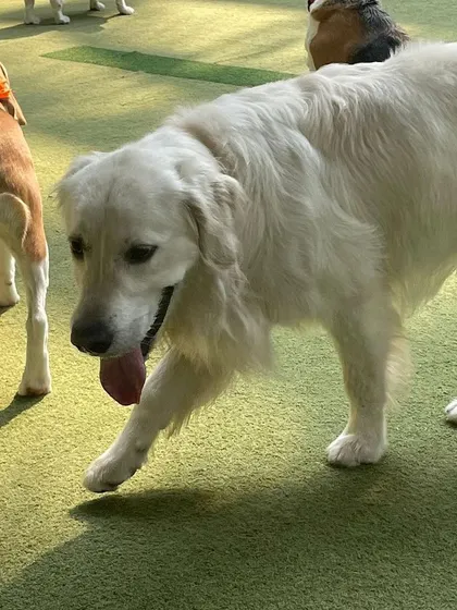 This Golden Retriever is on the move, exploring the yard while a Beagle follows behind. There's always something new to see and sniff here.