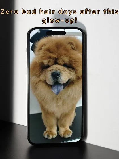 This Chow Chow's glow-up means no more bad hair days. A thorough groom helps manage their thick double coat, reducing shedding and keeping them comfortable.
