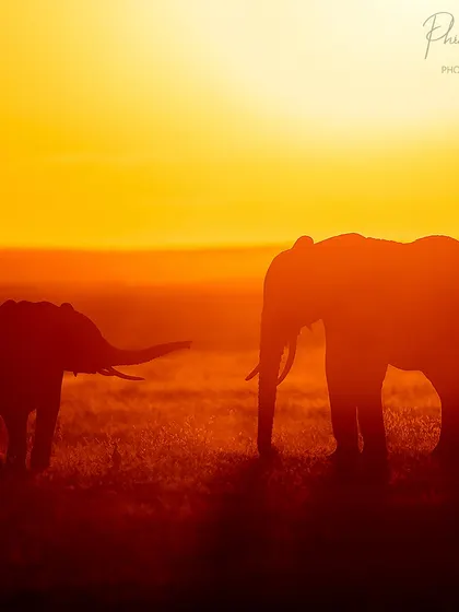 A mother and calf elephant silhouetted against the sunrise. These tender moments are especially powerful when captured with such dramatic light.