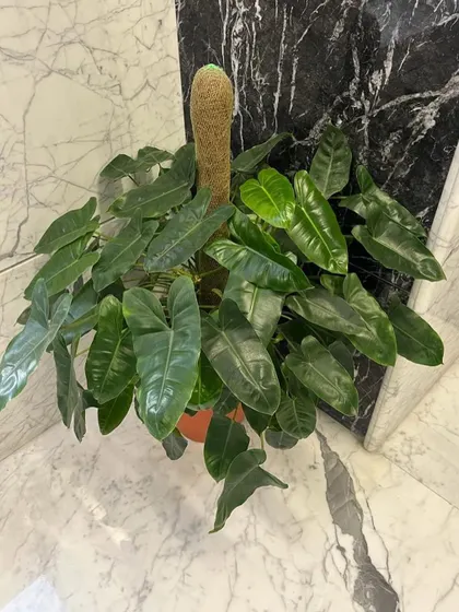 A large Philodendron with a moss stick for support, placed in a corner with marble walls.