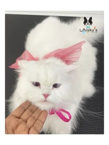 Swaparna, a beautiful white cat, looking lovely with a pink bow after her grooming session. Her coat is pristine and soft.