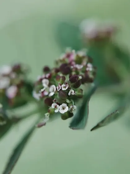 A macro shot of tiny wildflowers. I love exploring the miniature world that often goes unnoticed, finding beauty in the smallest details.
