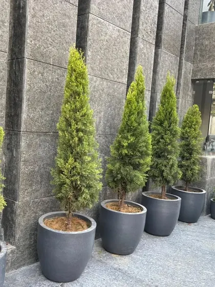 A row of elegant cypress trees in modern grey planters, adding verticality and a formal touch to the landscape.