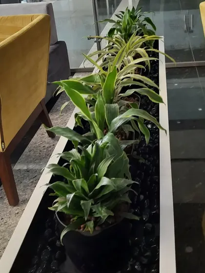 A long planter trough filled with a variety of green plants, used as a natural divider between seating areas in a corporate lounge.