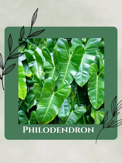 The heart-leaf Philodendron is a fast-growing vine that is excellent at battling formaldehyde. It's a versatile and effective addition to your clean air crew.