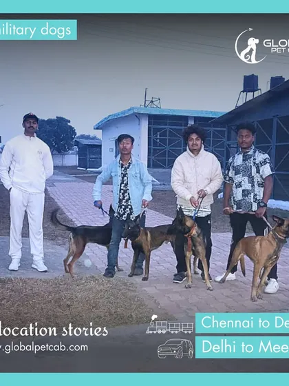 We are trusted to relocate highly trained animals, including this team of four military dogs moving from Chennai to Meerut. This type of specialized transport highlights our expertise in handling complex logistics and valuable working animals.