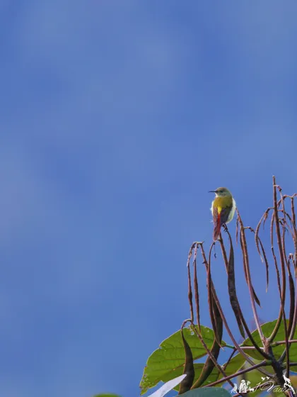 A Fire-tailed Sunbird perched against a clear blue sky. This species is found in the northern parts of the Indian subcontinent, primarily in the Himalayas.