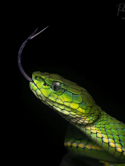 A large scale pit viper "tasting the air" with its forked tongue. This is how snakes collect chemical information from their environment, sending it to their Jacobson's Organ.