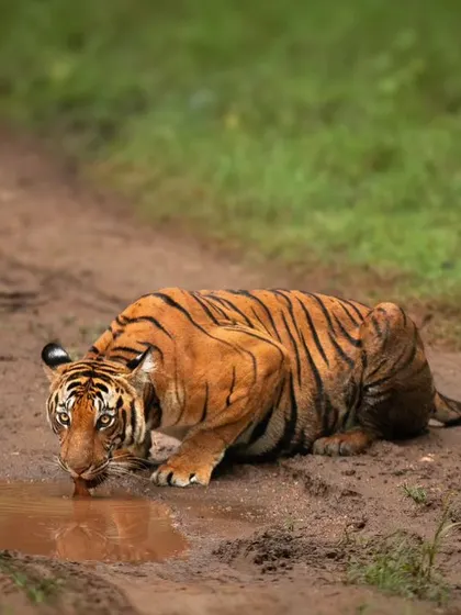 The same tigress decides to quench her thirst from a puddle on the road. It's a simple, everyday behavior that feels extraordinary to witness up close.