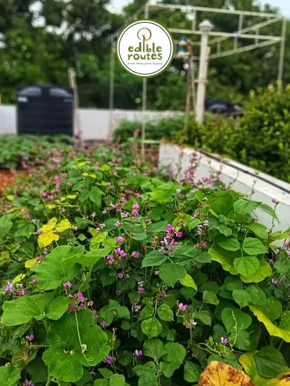 The beautiful purple flowers of these bean plants not only add a splash of color but are also a sign of a healthy, pollinator-friendly garden that will soon yield a delicious harvest.