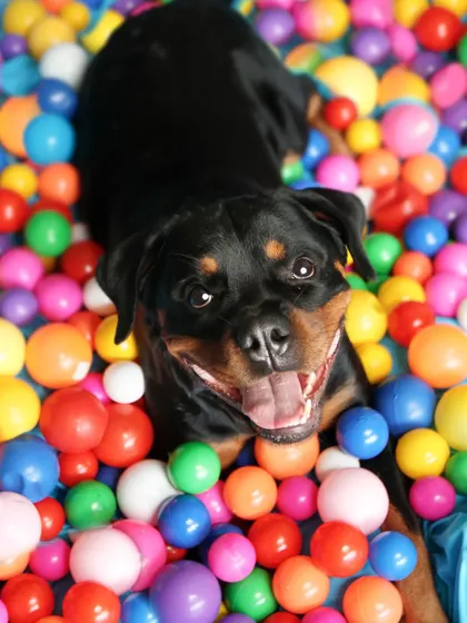 For a doggo who loves balls, what's better than a whole pool of them? This happy Rottweiler, Zoe, is in absolute heaven during her playtime shoot. We lost about a hundred balls to her, and it was worth every second!