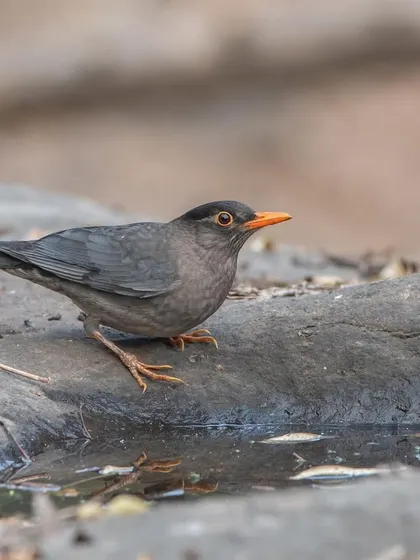 A male Indian Blackbird by a water source. These spots are excellent for photography as they attract a wide variety of birds.