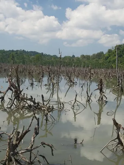 The great tsunami of December 2004 devastated vast mangrove forests in the Andamans. This eerie facade of dead mangrove stumps is a stark reminder of nature's destructive power.
