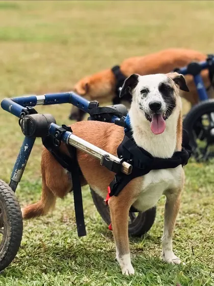 At our camp, every dog is celebrated. We were honored to host resilient pups like this one, who prove that a set of wheels can't stop a wagging tail and a happy heart.