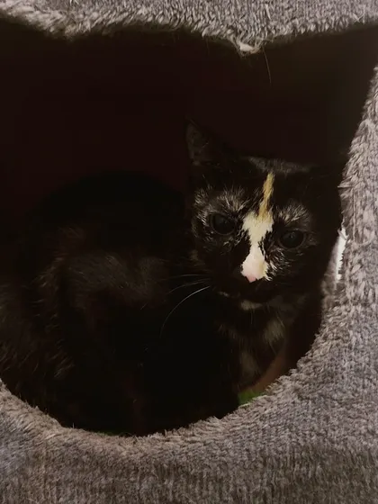 Pepper, a lovely tortoiseshell cat, has found a cozy spot inside this soft, cave-like bed. It is her personal safe space.