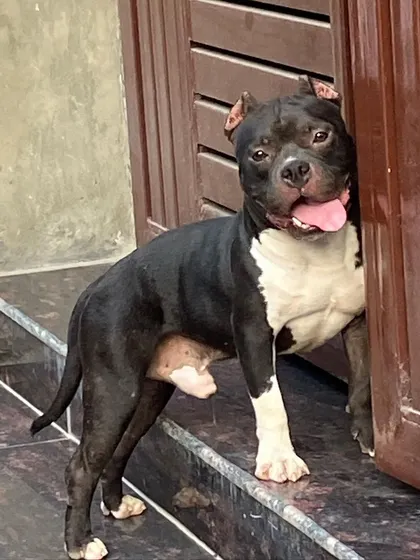 Another shot of Sultan at the door, looking alert and ready for action.