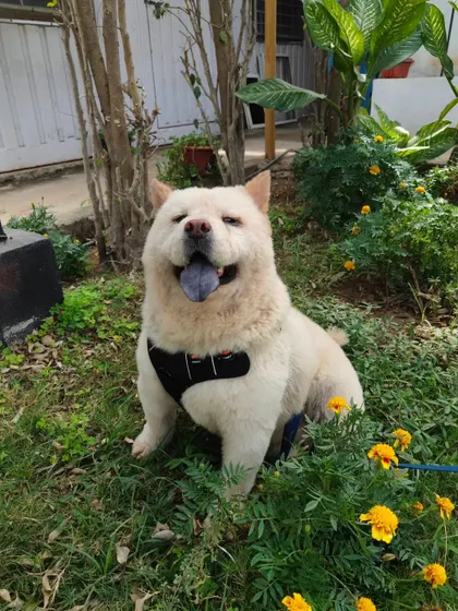A fluffy white Chow Chow with its unique blue tongue smiles for the camera in our garden. We have experience with a wide variety of breeds and their specific needs.
