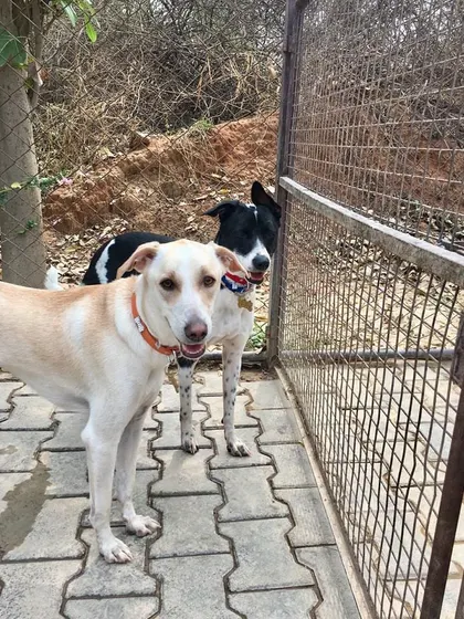 Say hello to Toto and Steffi! These two best friends are always exploring together and bring so much joy to our daycare.