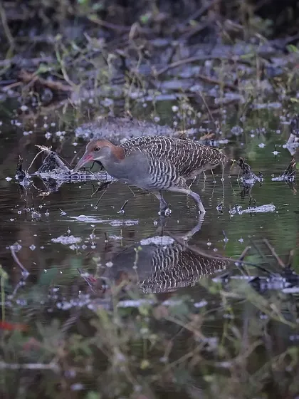 The Slaty-breasted Rail is one of the most furtive birds I've encountered in Singapore, usually skulking in thick vegetation. It was a surprise to see this one foraging in the open.