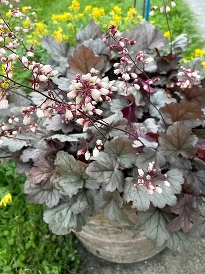 Heuchera, also known as Coral Bells, is a stunning perennial with colorful foliage and delicate, bell-shaped flowers. It's a great plant for adding texture and color to garden beds.