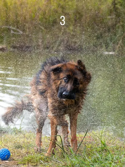A masterclass in shaking it off. This action shot of Ruby shaking off water is full of character and energy.