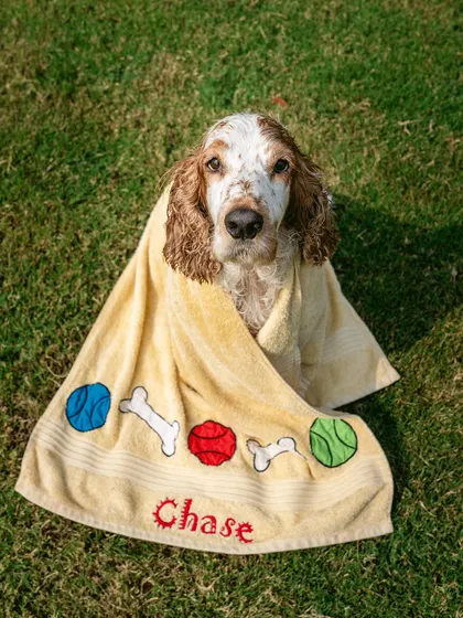 After a good swim, there's nothing better than a towel snuggle. This portrait of Chase the Cocker Spaniel wrapped in his personalized towel is a sweet and charming moment from our outdoor session in Alibaug.