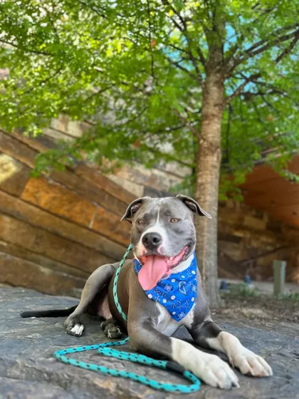 This is Max, a super sweet fella whose parents needed help breaking through his stubbornness. Now he's a happy, obedient graduate enjoying a day at the park.