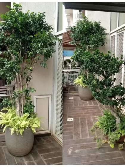 We create elegant and impressive green statements for your home. This showcases how large feature plants can be used to define a balcony space, with our team providing the installation and ongoing maintenance.