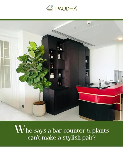 Who says a bar counter and plants can't be a stylish pair? Here, a tall Fiddle Leaf Fig plant stands elegantly next to a modern home bar, adding a touch of natural sophistication to the entertainment area.