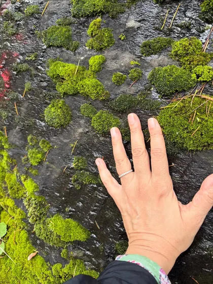 My hand touching the vibrant green moss on a wet rock. This is a practice of grounding and connecting with the textures and life of the forest through the sense of touch.