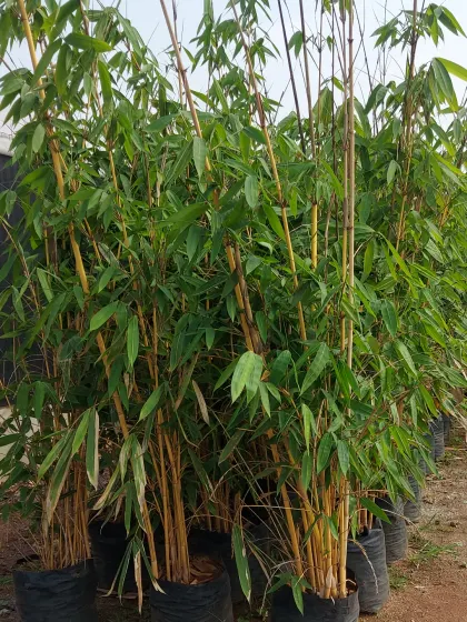 A stand of Golden Bamboo, which features beautiful yellow culms (stalks) that stand out in the landscape.