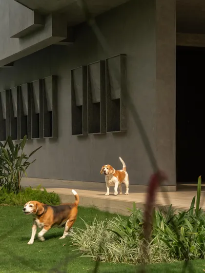 These images show the house as a living space, with glimpses of the pool, lawn, and even the family dogs, grounding the monumental architecture in everyday life.