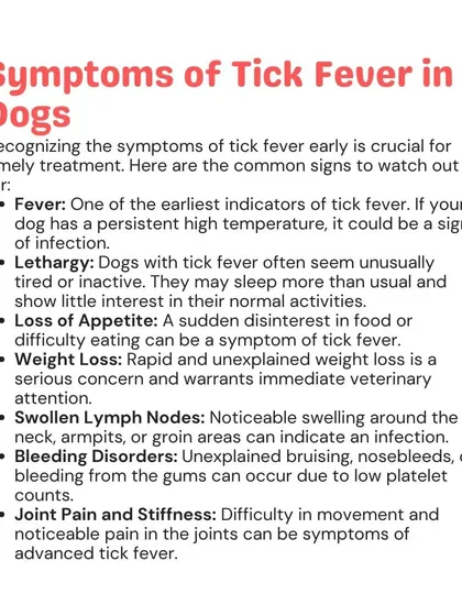 Recognizing the symptoms of tick fever early is critical. Watch for fever, lethargy, loss of appetite, and swollen lymph nodes, and contact a vet immediately if you notice these signs.