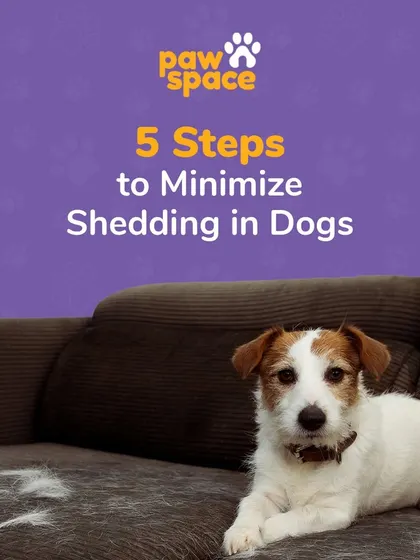 Tired of finding fur everywhere? Shedding is natural, but there are ways to manage it. This is the start of my guide to help you minimize shedding and keep your home cleaner.