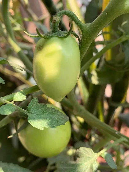 The simple joy of seeing your own food grow. These young, green tomatoes are just starting to develop on a balcony vine.