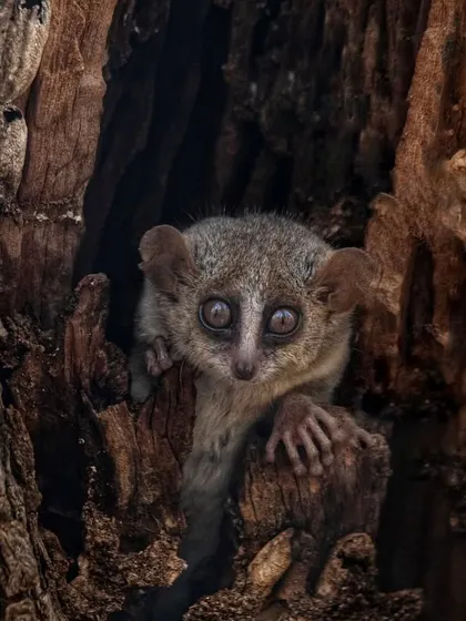 A Mouse Lemur, the world's smallest primate, peeks out from a hollow in a tree in Madagascar. Its enormous eyes are an adaptation for its nocturnal lifestyle.