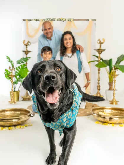 Celebrating festivals with your pets is a special milestone. This happy black Labrador is the star of our Diwali mini-session, complete with a festive backdrop and traditional lamps. I offer themed studio shoots for holidays like Diwali and Christmas to create unique family portraits.