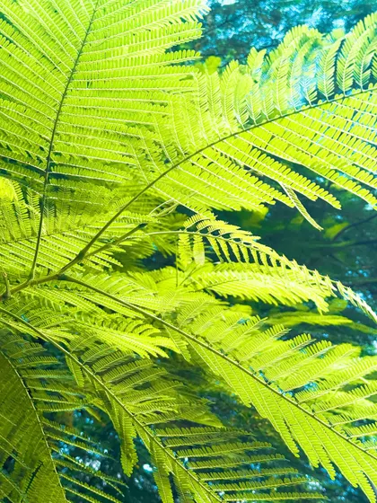 Sunlit fern leaves. The edit enhances the bright, almost neon green, giving it a fresh and lively feel.