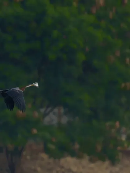 Duplicate of the darter in flight with its catch, showcasing its determined journey.