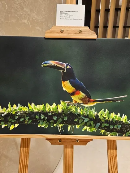 A beautiful photograph of a toucan from the 'Nature's Splendour' exhibition.