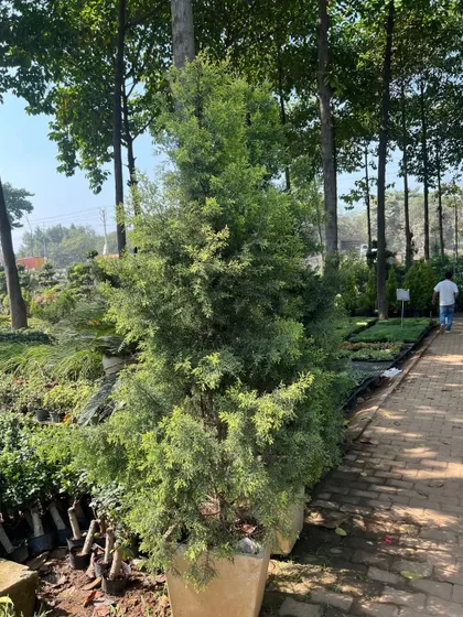 We source and supply a wide range of mature trees and shrubs for immediate impact in your landscape. This tall evergreen tree is ready to be planted to provide privacy or act as a focal point.