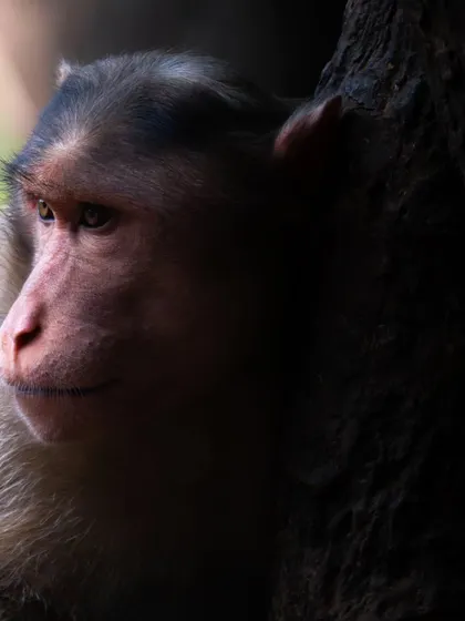 A close-up portrait of a Bonnet Macaque, the soft light highlighting the textures of its fur and the emotion in its eyes.