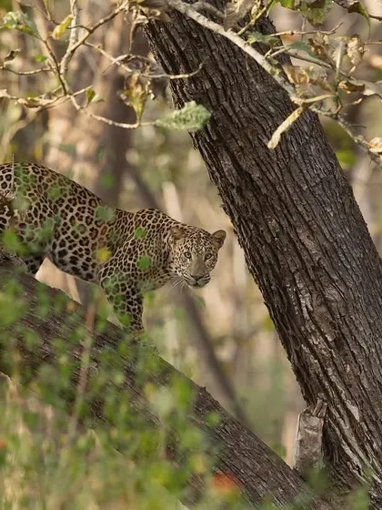 Peering through the branches, a leopard demonstrates its skill at using the forest canopy for cover. Patience is key to getting a clear view of these hidden cats.