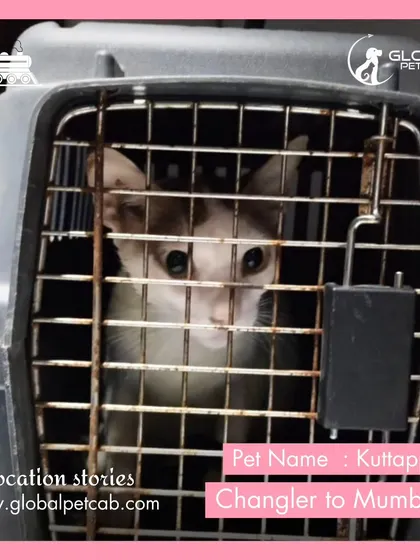 This is Kuttappa, a sweet cat who traveled with us from Changler to Mumbai. We ensure our feline passengers have a quiet and secure environment during their journey.