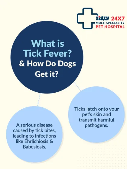 Understanding how dogs get tick fever is the first step in prevention. This graphic explains that the disease is transmitted through the bite of an infected tick, which passes harmful pathogens into your pet's bloodstream.