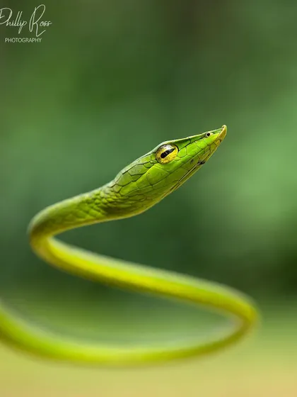 A Green Vine Snake poses elegantly. These mildly venomous snakes are common in the Western Ghats and are always a pleasure to photograph.
