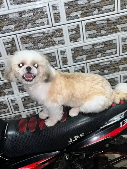 This little guy is ready for a ride. A fresh haircut makes every photo look even better.