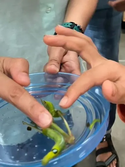 Children get a close look at live caterpillars, observing their movement and features in a petri dish during our science trip.