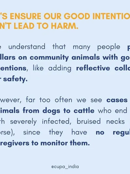While reflective collars can seem like a good idea for safety, they can cause severe infections if not monitored. This is a common issue I see in animals without regular caregivers.