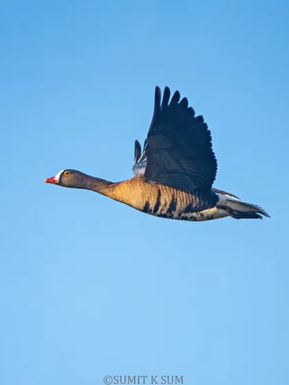 The Lesser White-fronted Goose against a perfect blue sky, its flight pattern strong and determined.